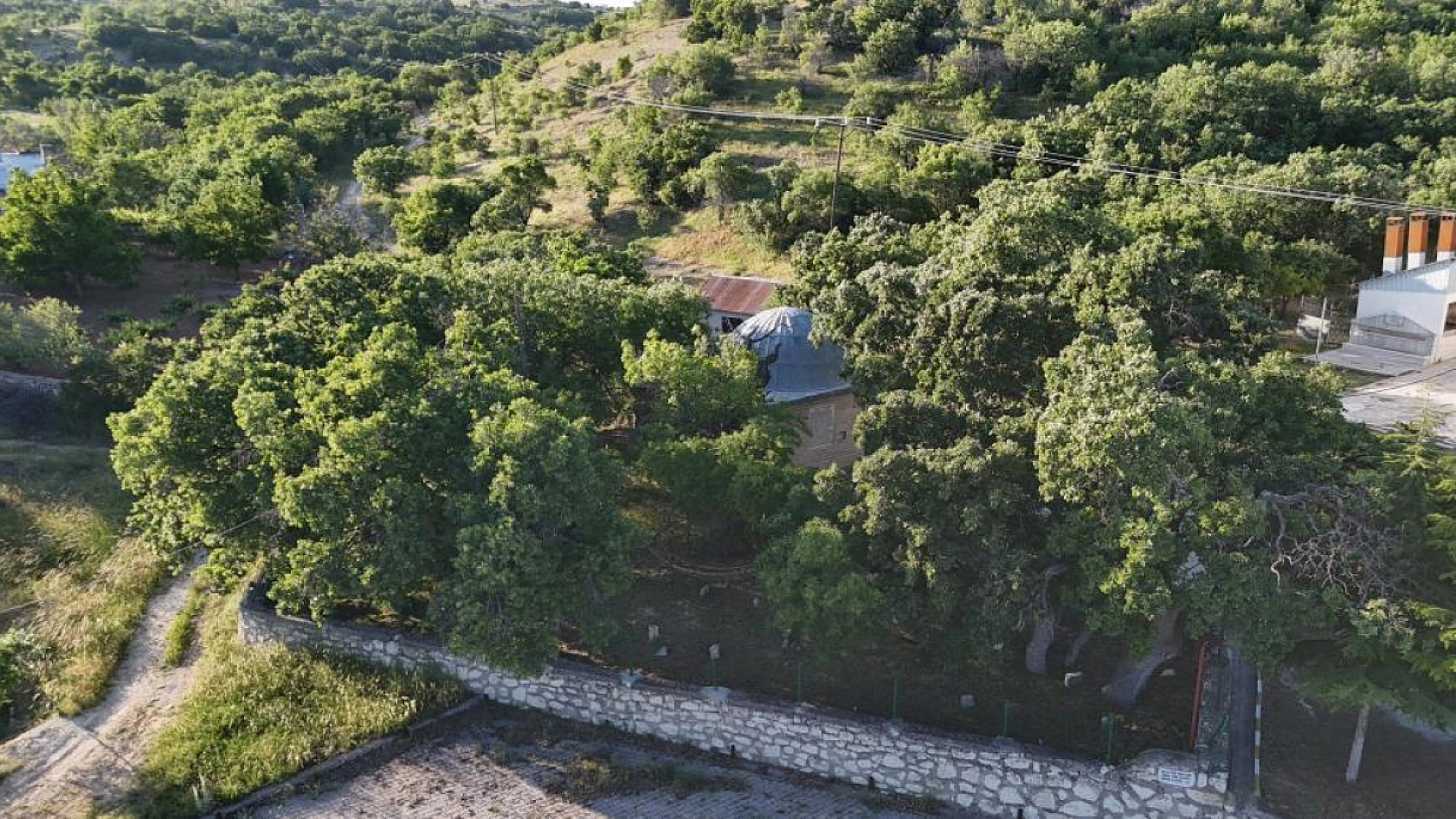 Malatya'da 800 yıllık 'Menengiç ağacı' zamana direniyor