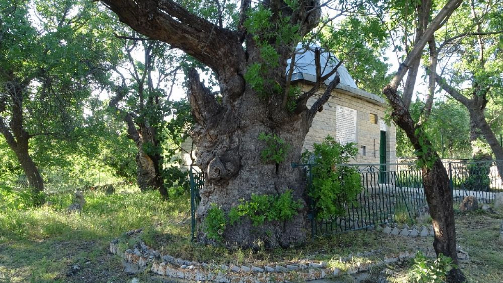 Malatya'da 800 yıllık 'Menengiç ağacı' zamana direniyor