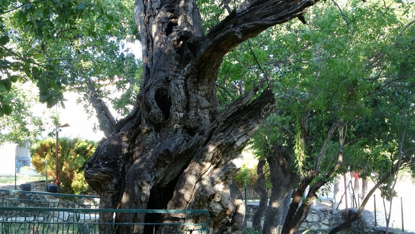 Malatya'da 800 yıllık 'Menengiç ağacı' zamana direniyor