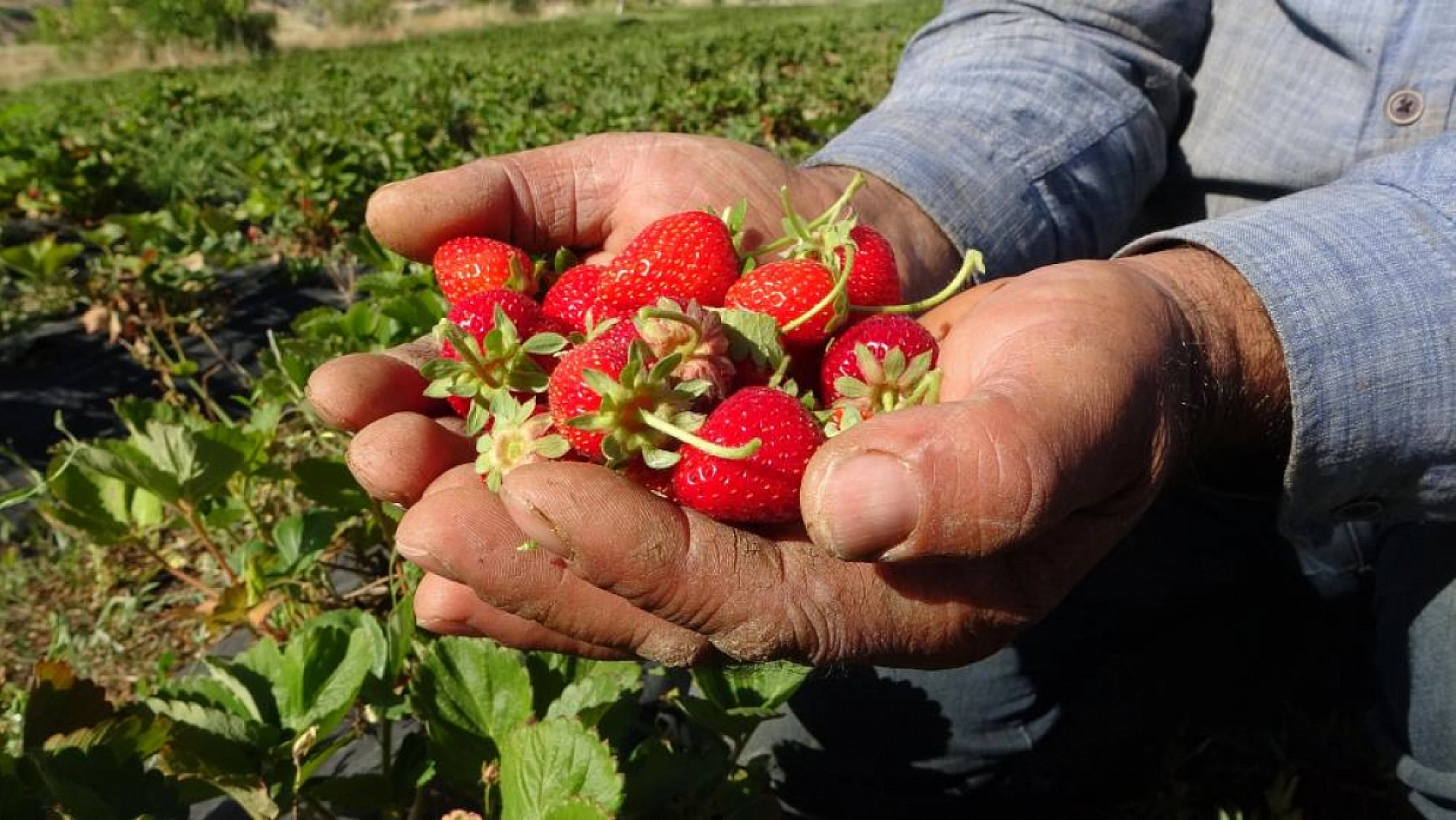 Kayısı dondu, çilek ayakta! Çiftçi talebe yetişemiyor | Siparişler 1 ay sonraya