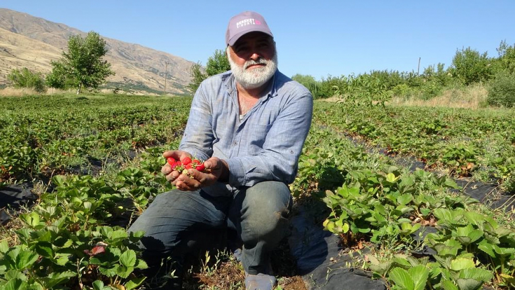 Kayısı dondu, çilek ayakta! Çiftçi talebe yetişemiyor | Siparişler 1 ay sonraya