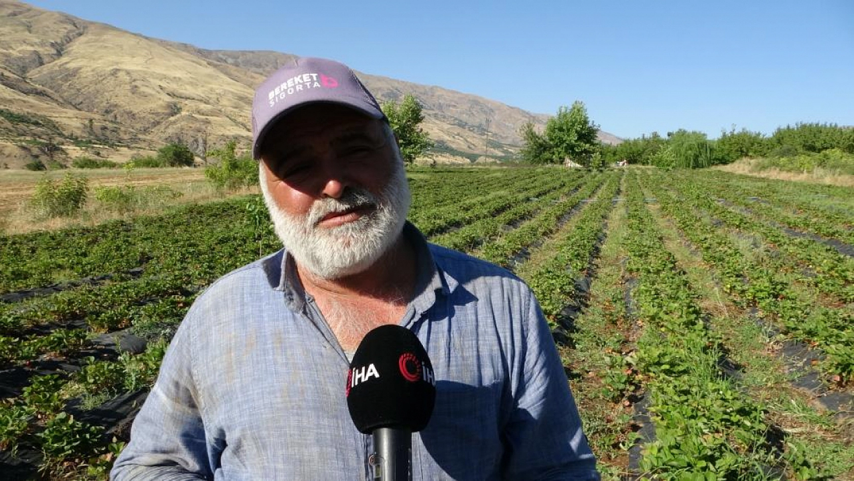 Kayısı dondu, çilek ayakta! Çiftçi talebe yetişemiyor | Siparişler 1 ay sonraya