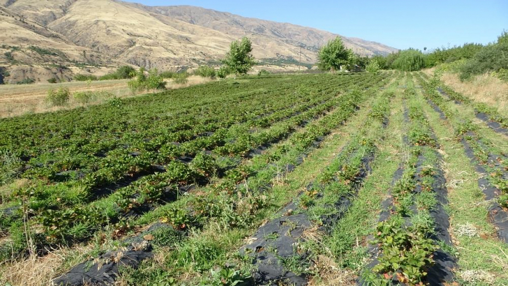 Kayısı dondu, çilek ayakta! Çiftçi talebe yetişemiyor | Siparişler 1 ay sonraya