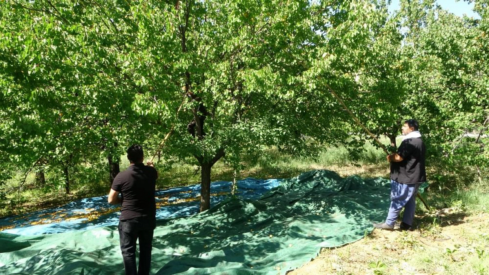 Don vurdu, stoklar kurtardı: Malatya'da 6 ayda 150 milyon dolar kazanç