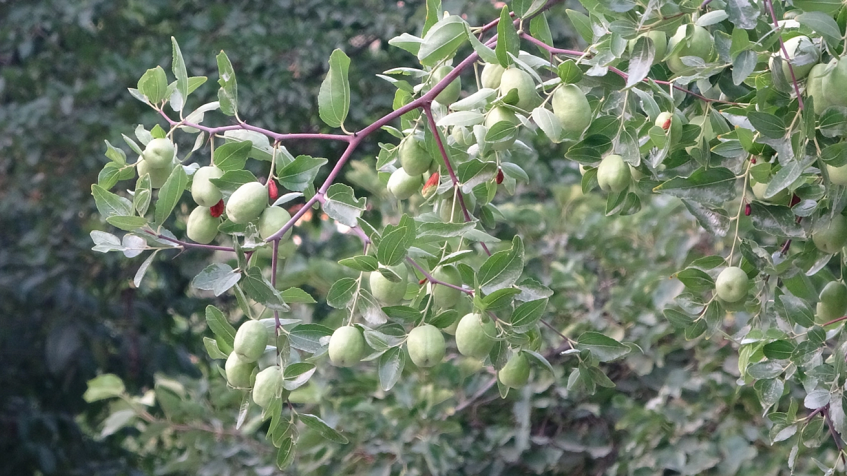 Malatya'da 6 yıl önce deneme amaçlı dikildi: Şimdi kilosu 150-200 TL'den satılıyor