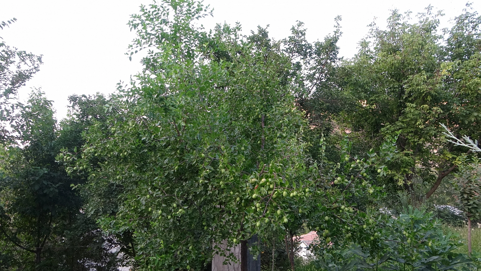 Malatya'da 6 yıl önce deneme amaçlı dikildi: Şimdi kilosu 150-200 TL'den satılıyor