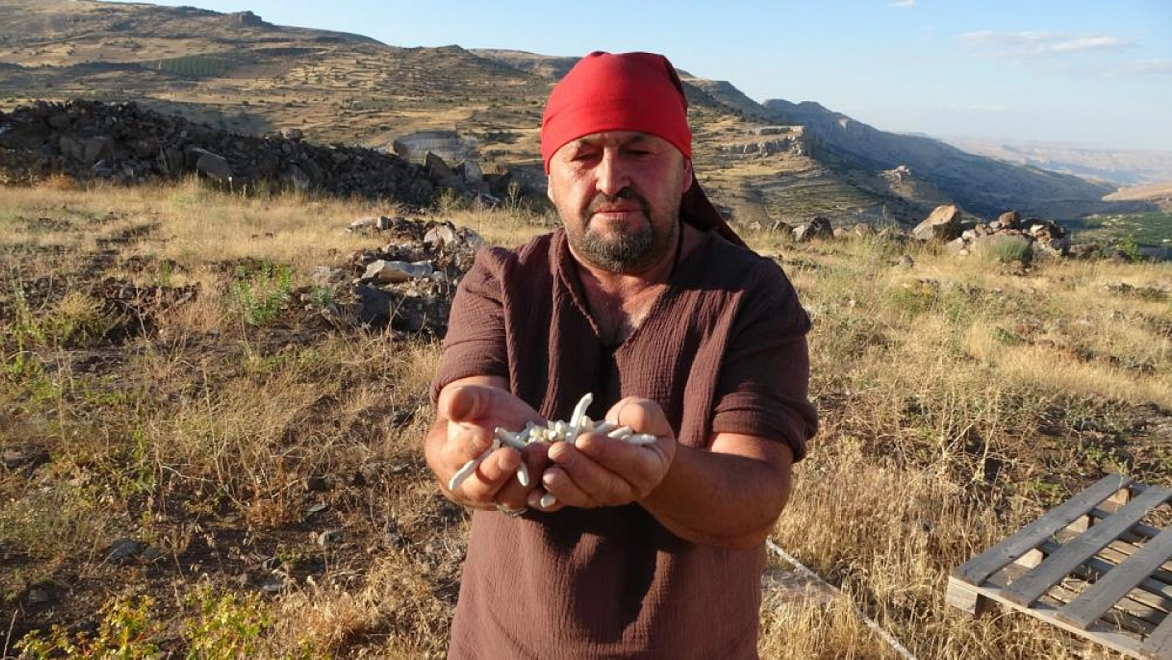 Malatya'nın dağlarında yetişiyor| Taşla dövülüp suda bekletiliyor! Kilosu 10 bin TL...