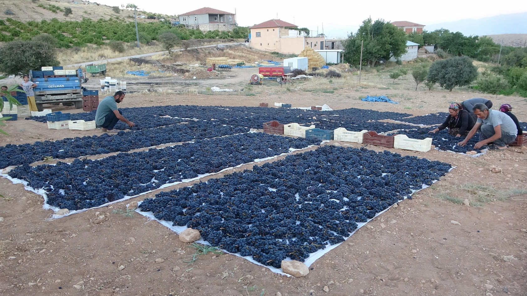 Malatya'da güneşte 48 saat bekletiliyor! Yurt dışına sipariş ediliyor... Kilosu 500 TL'den satılıyor