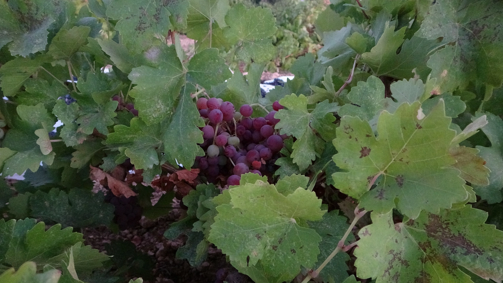 Malatya'da güneşte 48 saat bekletiliyor! Yurt dışına sipariş ediliyor... Kilosu 500 TL'den satılıyor