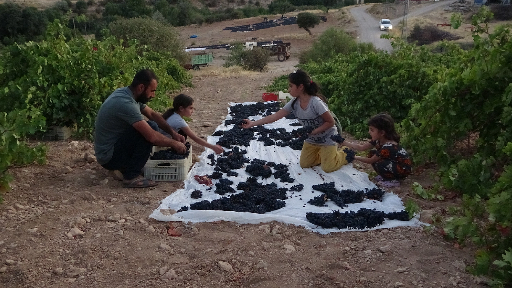 Malatya'da güneşte 48 saat bekletiliyor! Yurt dışına sipariş ediliyor... Kilosu 500 TL'den satılıyor