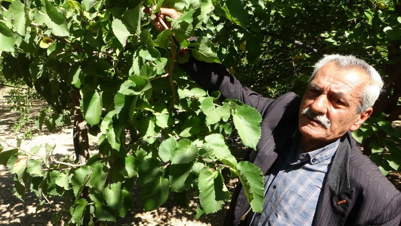 Malatya'da kayısıya alternatif ürün: Kilosu 500 TL'den alıcı buluyor