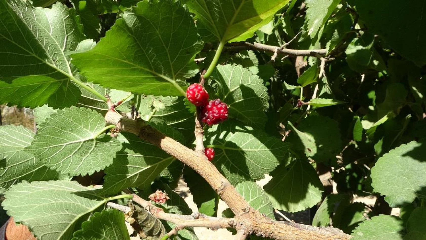 Malatya'da kayısıya alternatif ürün: Kilosu 500 TL'den alıcı buluyor