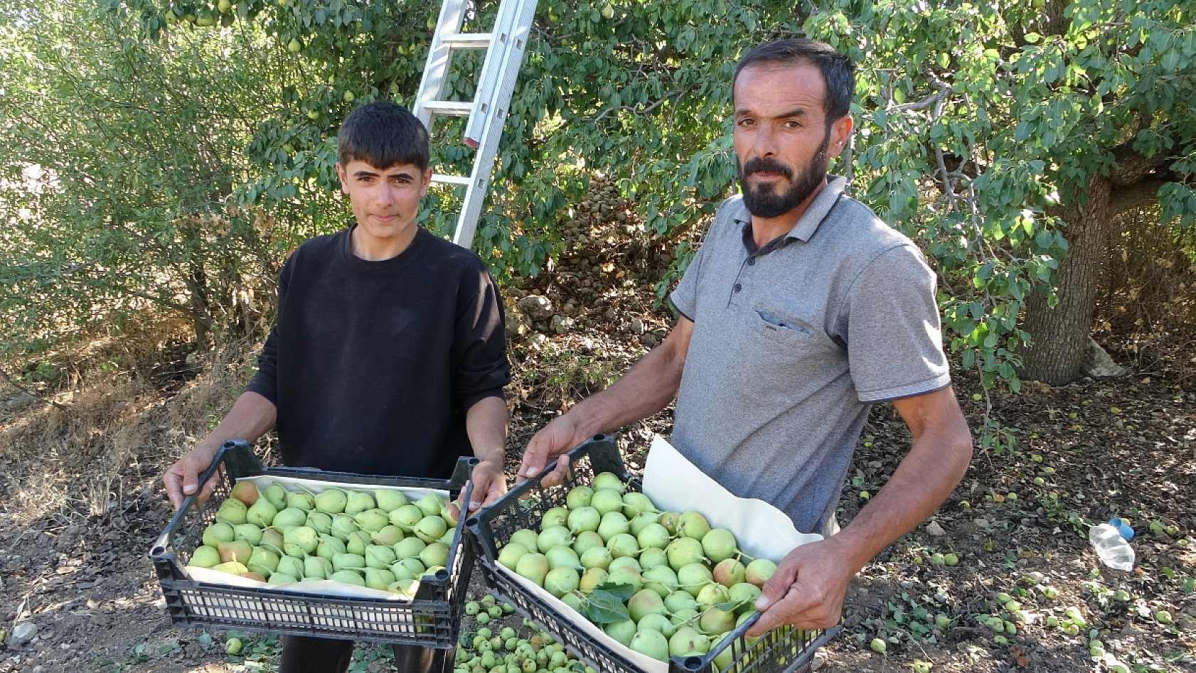 Kayısıdan yüzü gülmeyen Malatya'da yeni hasat: Kilosu 70 liradan satılıyor!