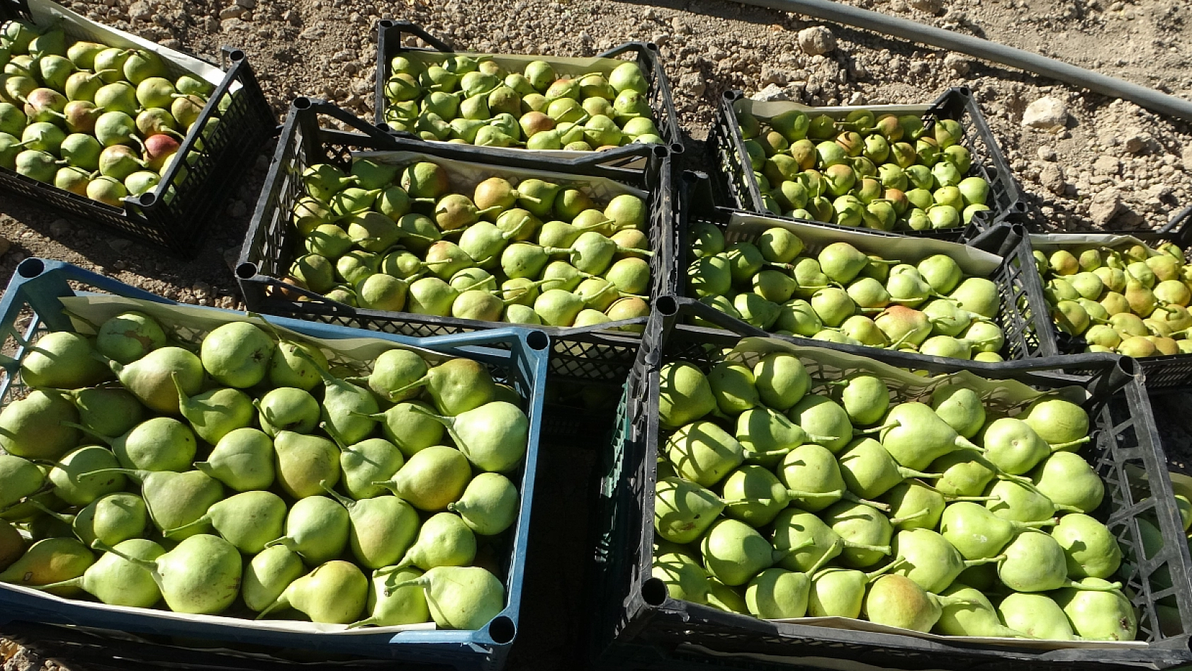 Kayısıdan yüzü gülmeyen Malatya'da yeni hasat: Kilosu 70 liradan satılıyor!