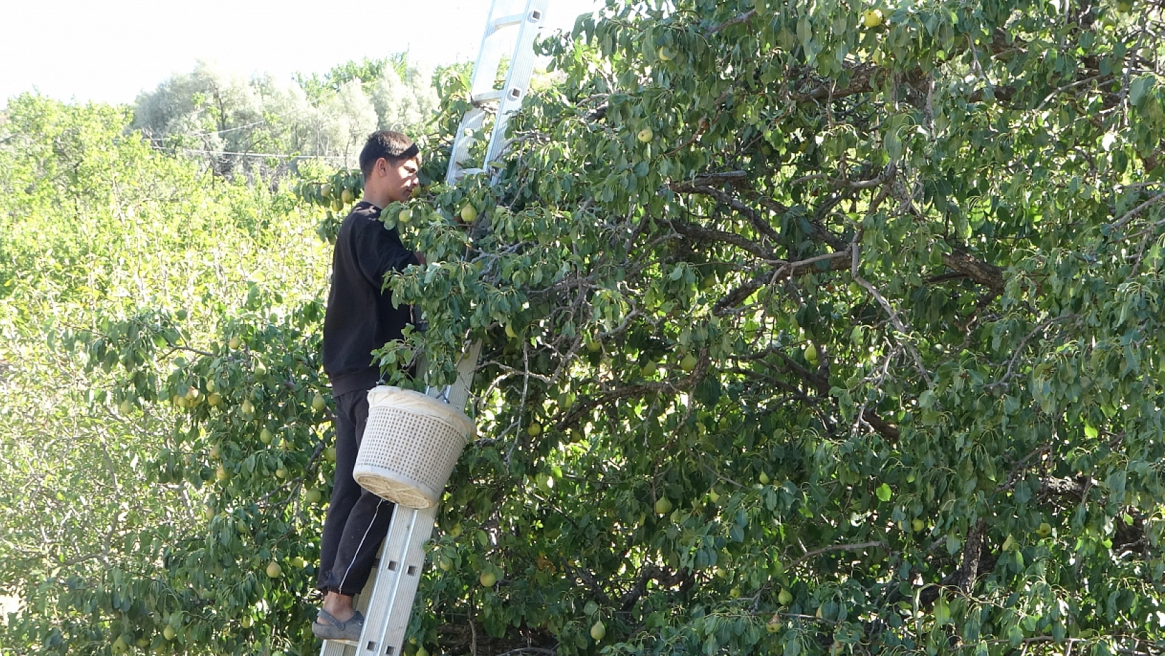 Kayısıdan yüzü gülmeyen Malatya'da yeni hasat: Kilosu 70 liradan satılıyor!