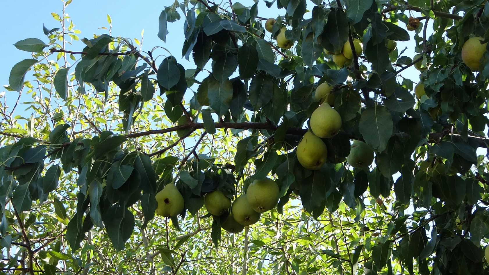 Kayısıdan yüzü gülmeyen Malatya'da yeni hasat: Kilosu 70 liradan satılıyor!