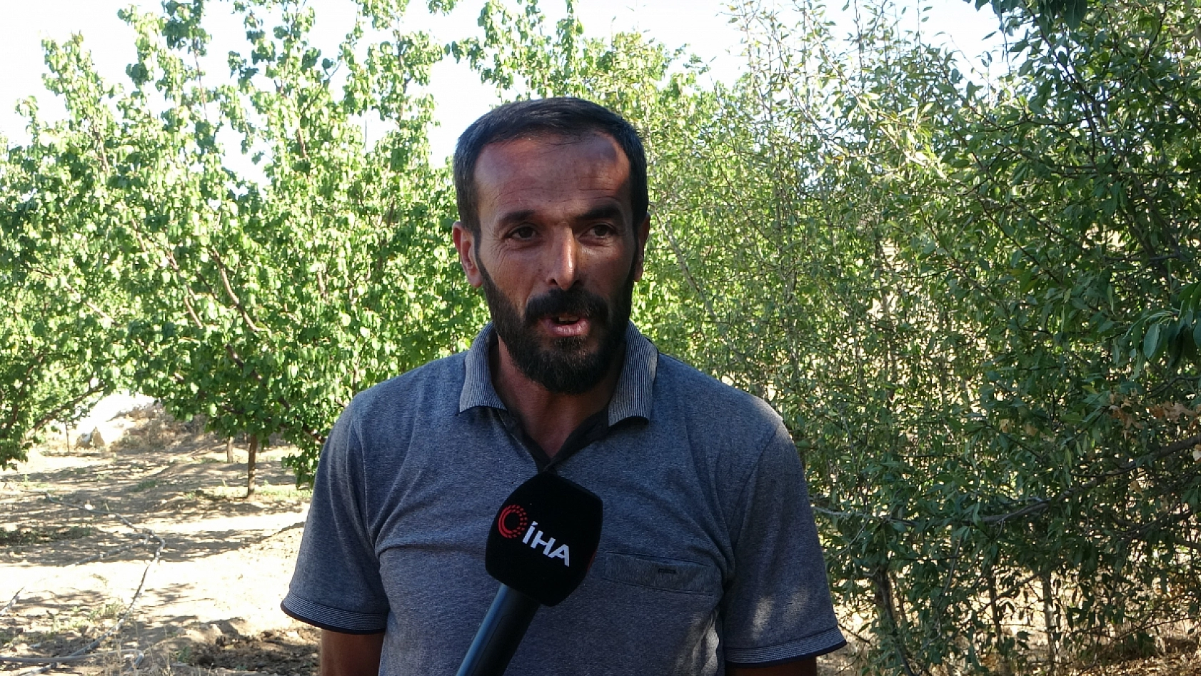 Kayısıdan yüzü gülmeyen Malatya'da yeni hasat: Kilosu 70 liradan satılıyor!