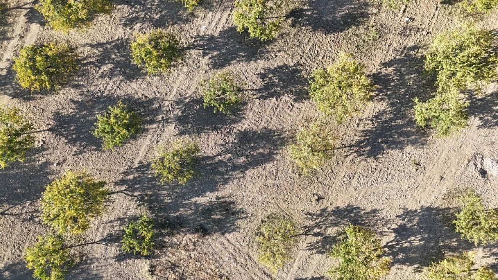 Malatya'da kayısı bahçeleri yeniden canlandı! Çiftçiler yeni sezona umutlu....