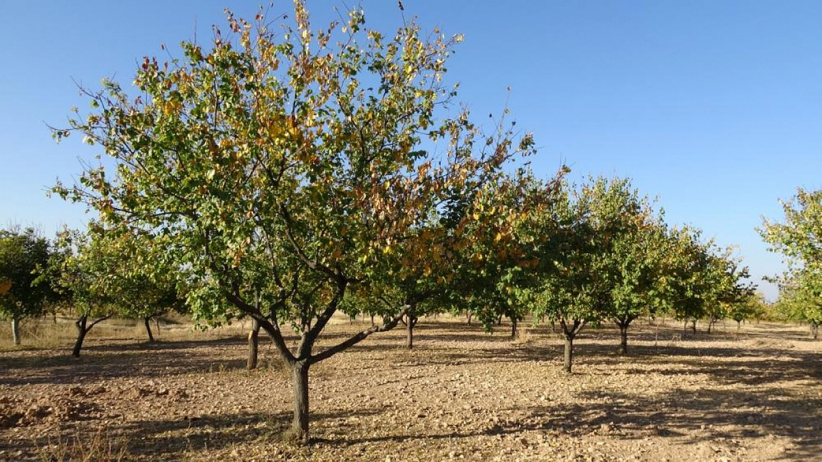 Malatya'da kayısı bahçeleri yeniden canlandı! Çiftçiler yeni sezona umutlu....