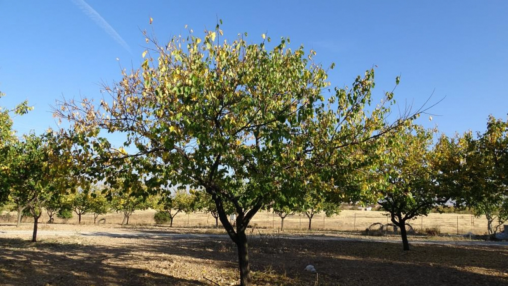 Malatya'da kayısı bahçeleri yeniden canlandı! Çiftçiler yeni sezona umutlu....