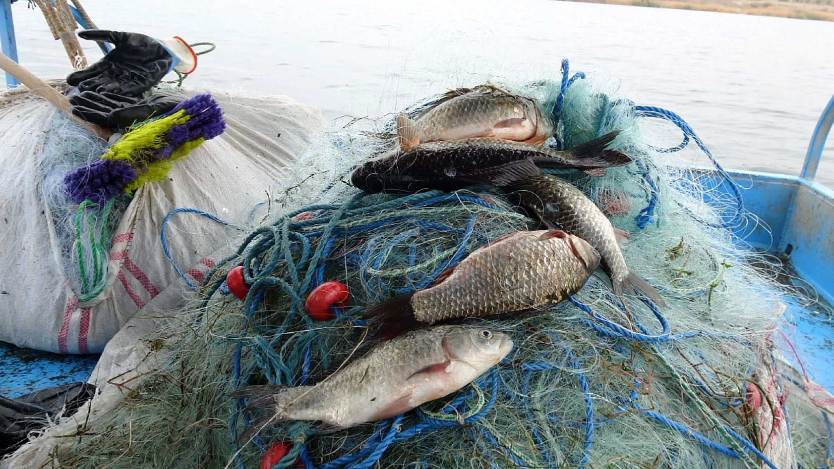 Malatya'nın gelir kapısı oldu: Günlük 2 ton toplanıyor, Ortadoğu ülkelerine satılıyor…