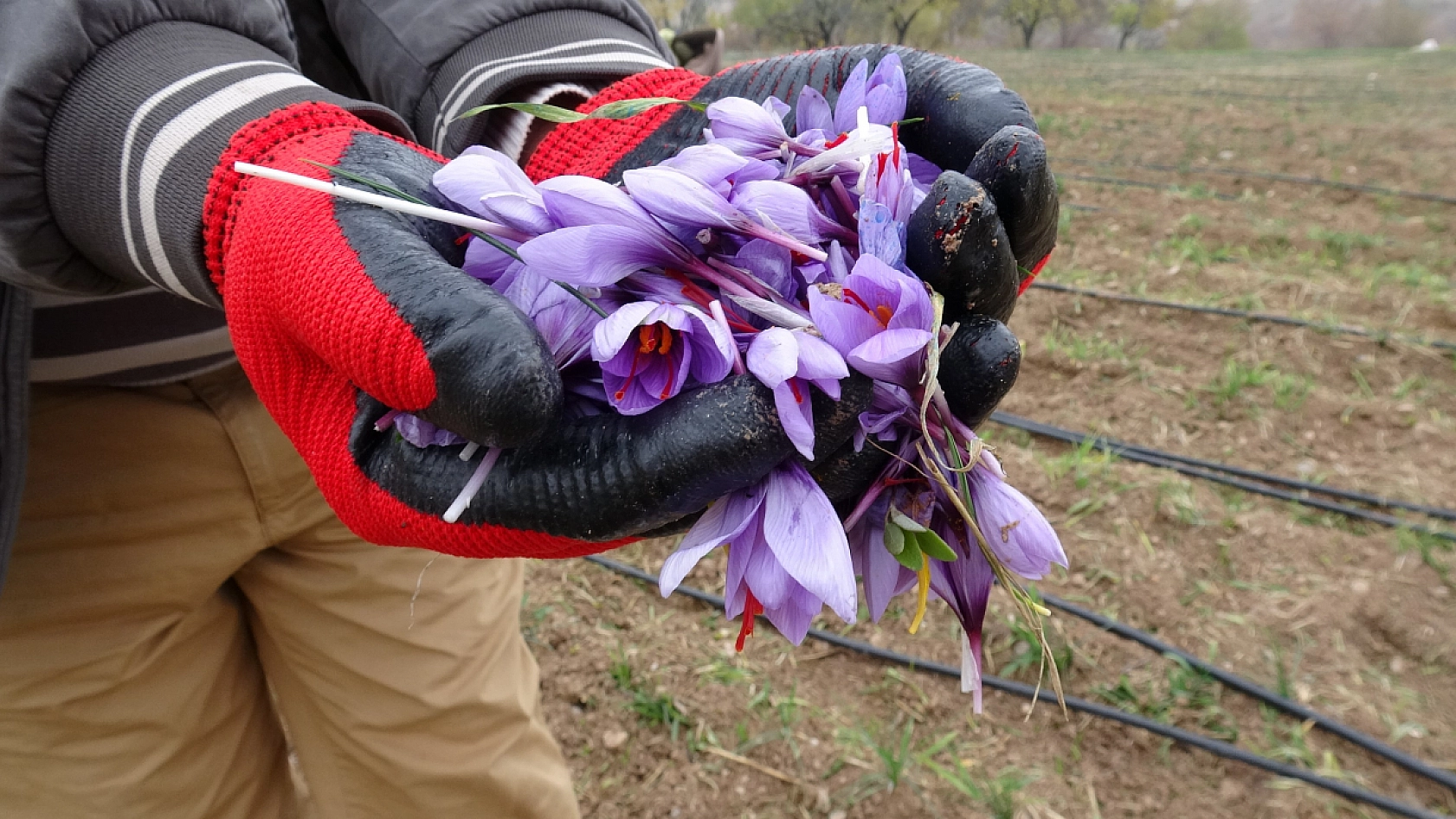 Malatya'nın yeni 'Altın'ı: Gramı 600 liradan satışa sunuldu!