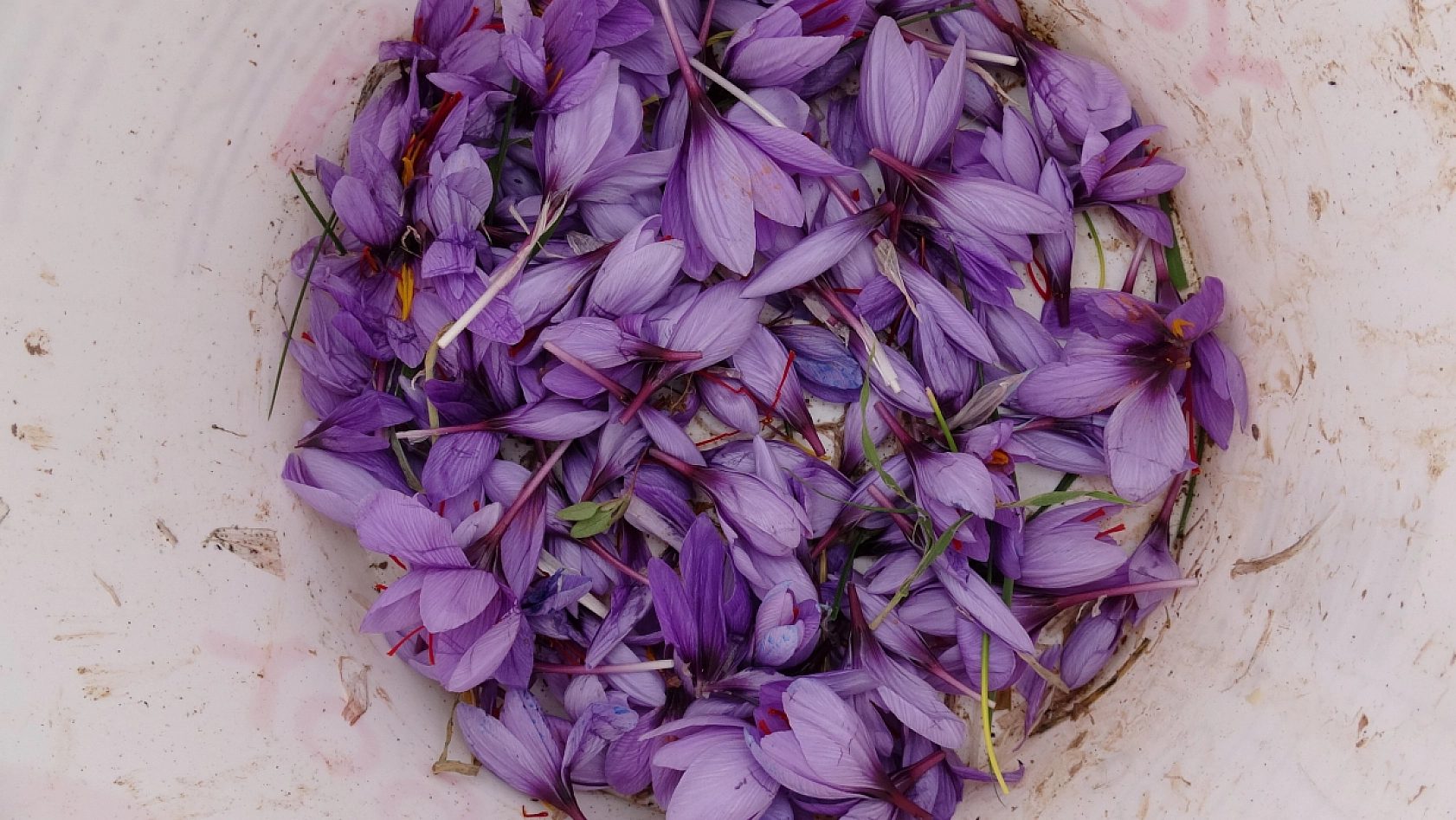 Malatya'nın yeni 'Altın'ı: Gramı 600 liradan satışa sunuldu!