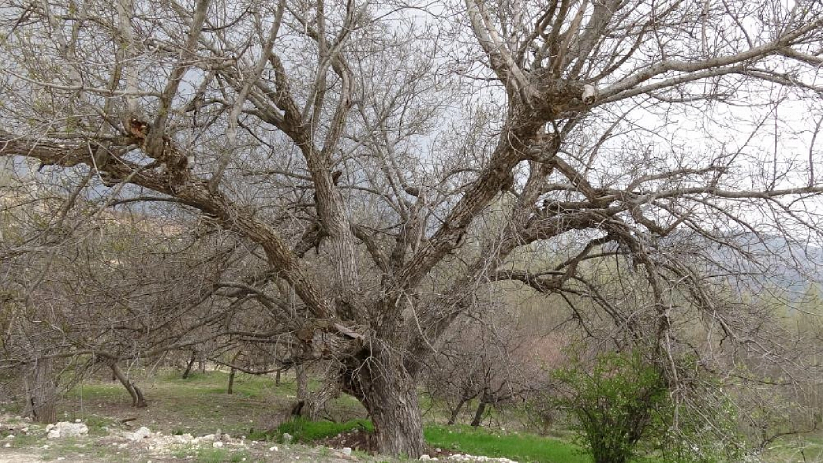 270 yıl geçti ama hala 300 kilo ceviz veriyor! Bu ağacın sırrı ne?
