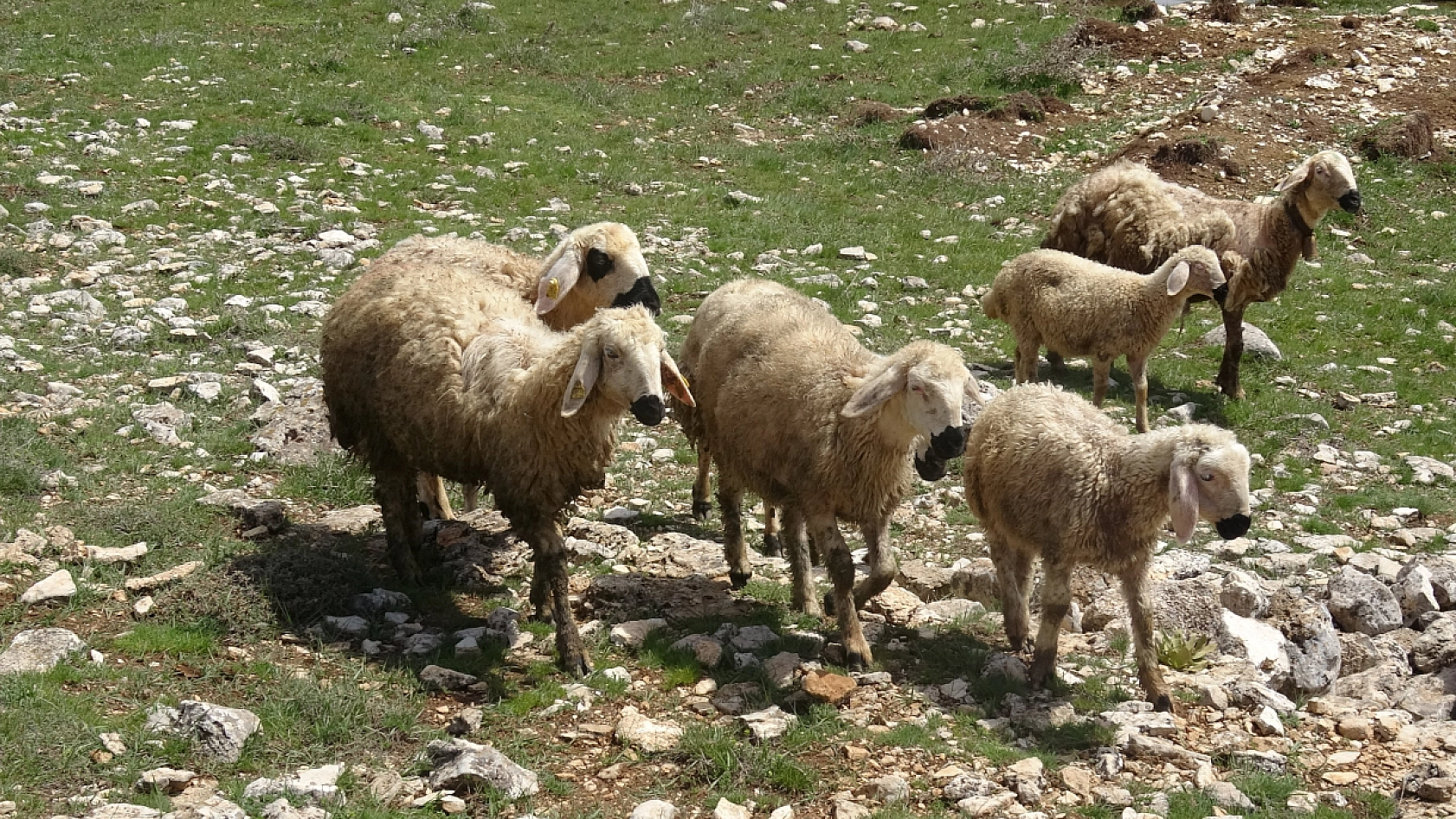 Havalar ısındı: Malatya'da küçükbaş hayvanlar doğayla buluştu