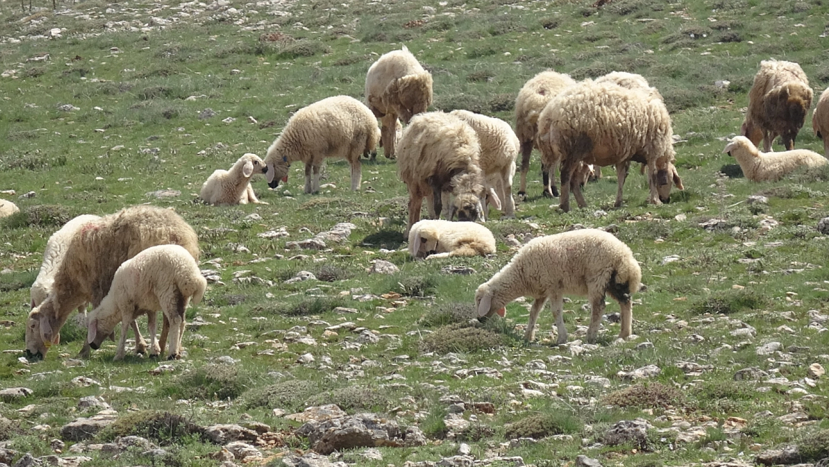 Havalar ısındı: Malatya'da küçükbaş hayvanlar doğayla buluştu