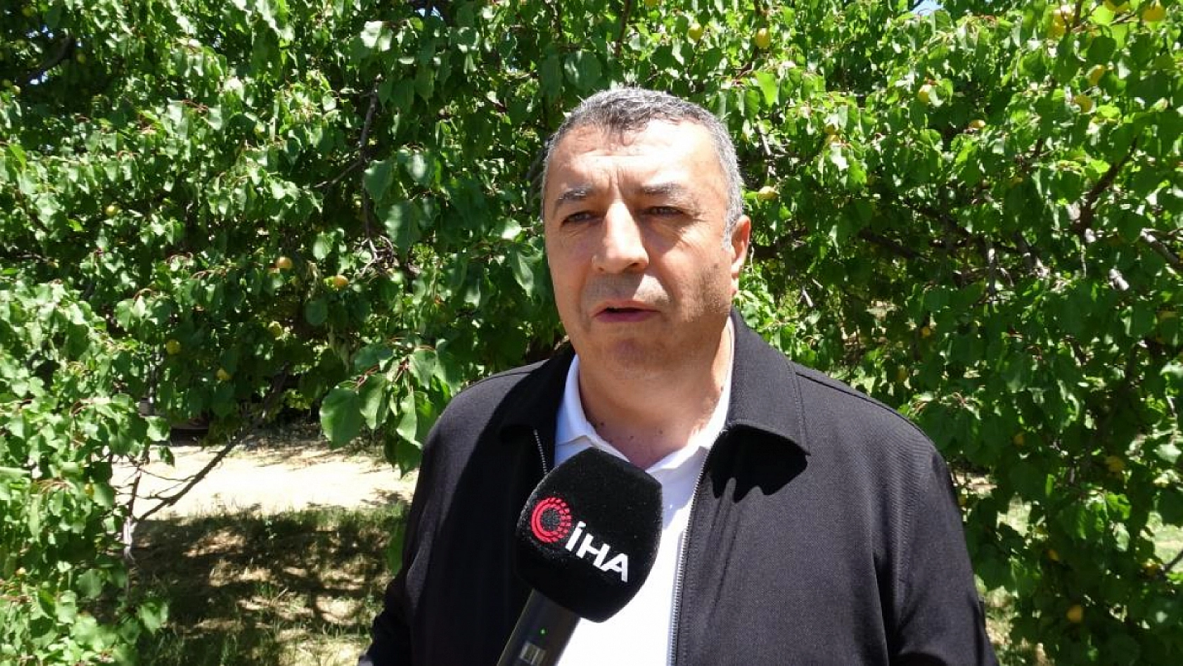 'Sarı Altın'da 45 günlük süreç başladı: Malatya kayısısı Avrupa raflarında