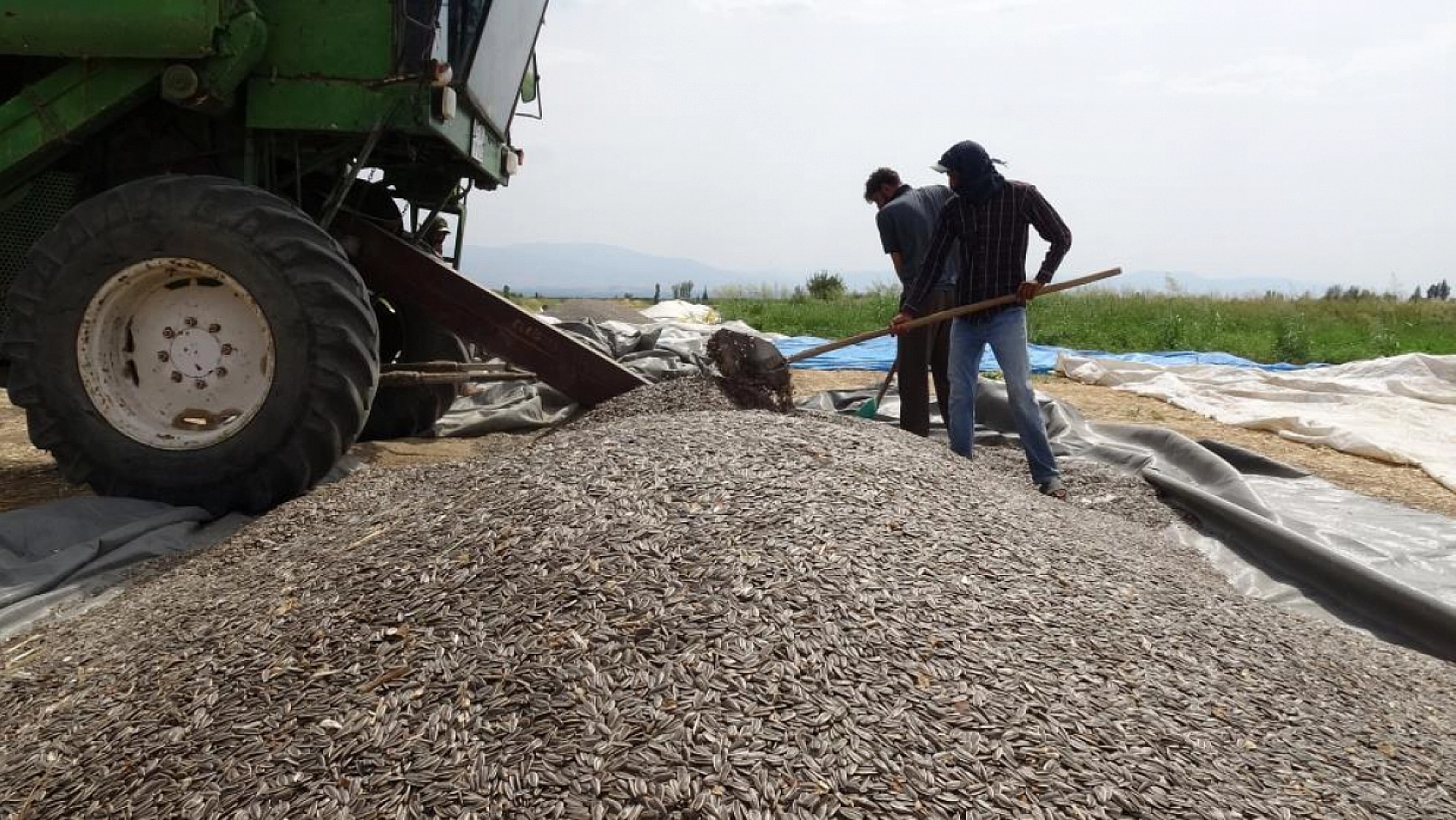 Malatya'da ayçiçeği üreticisi dertli: Tarlada 50, markette 250 Lira