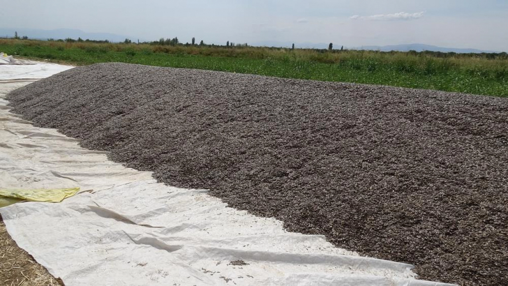 Malatya'da ayçiçeği üreticisi dertli: Tarlada 50, markette 250 Lira