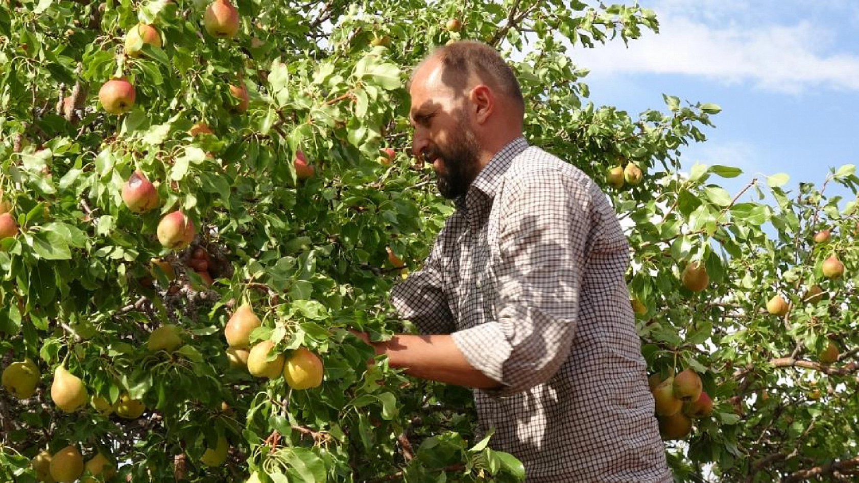 1800 rakımda yetişen tescilli 'Akçadağ Armudu' tezgahlarda!