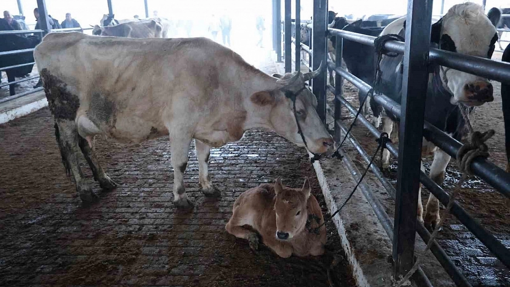 Malatya'ya Kötü Haber: 45 Gündür Kapalıydı 8 İlde Açılıyor…