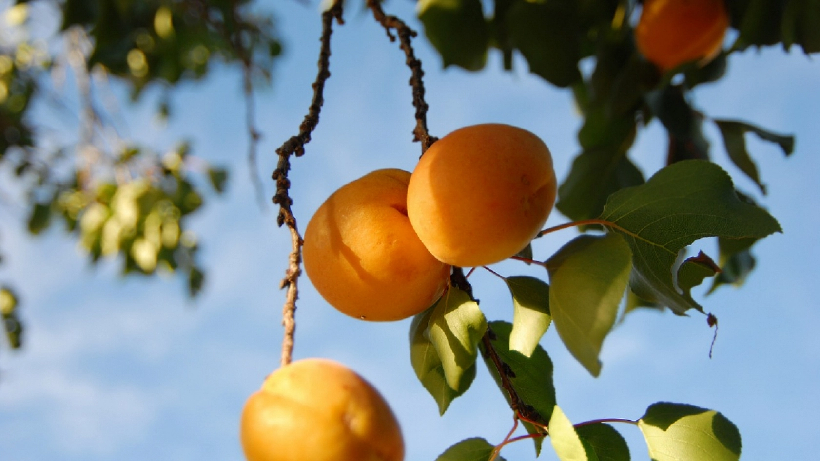 Kayısı Hedefine Ulaşmış! Şimdi Hedef 750 Milyon Dolar...!