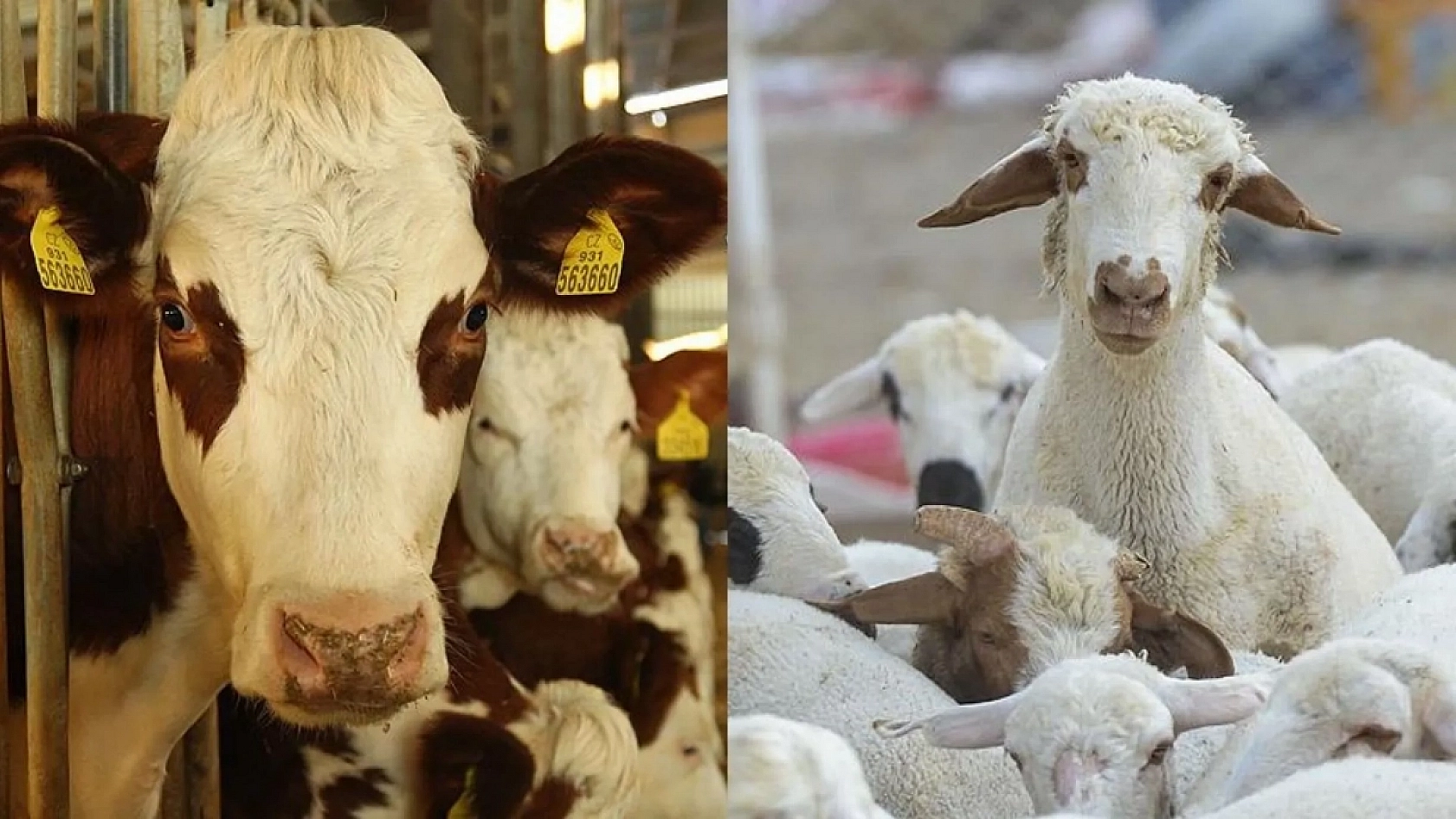 Malatyalılar Hesaplarınızı Kontrol Edin: Ödemeler Yapıldı…