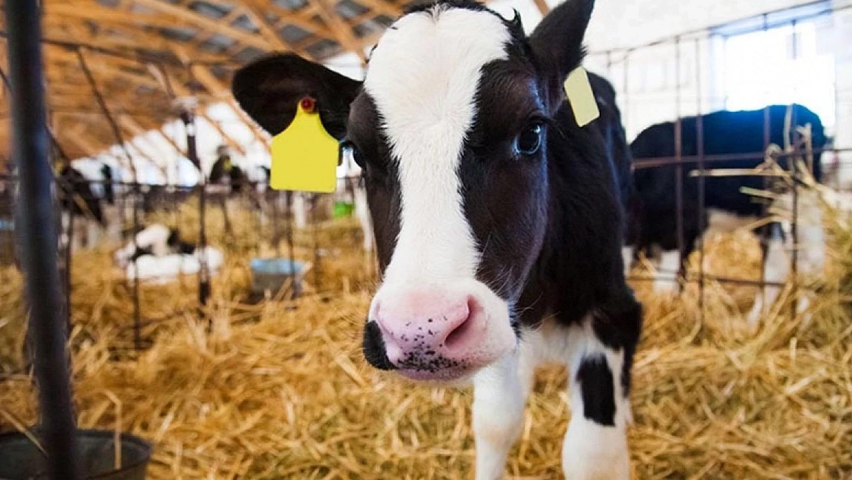 Malatyalılara müjde! Hayvancılık desteklemeleri başlıyor