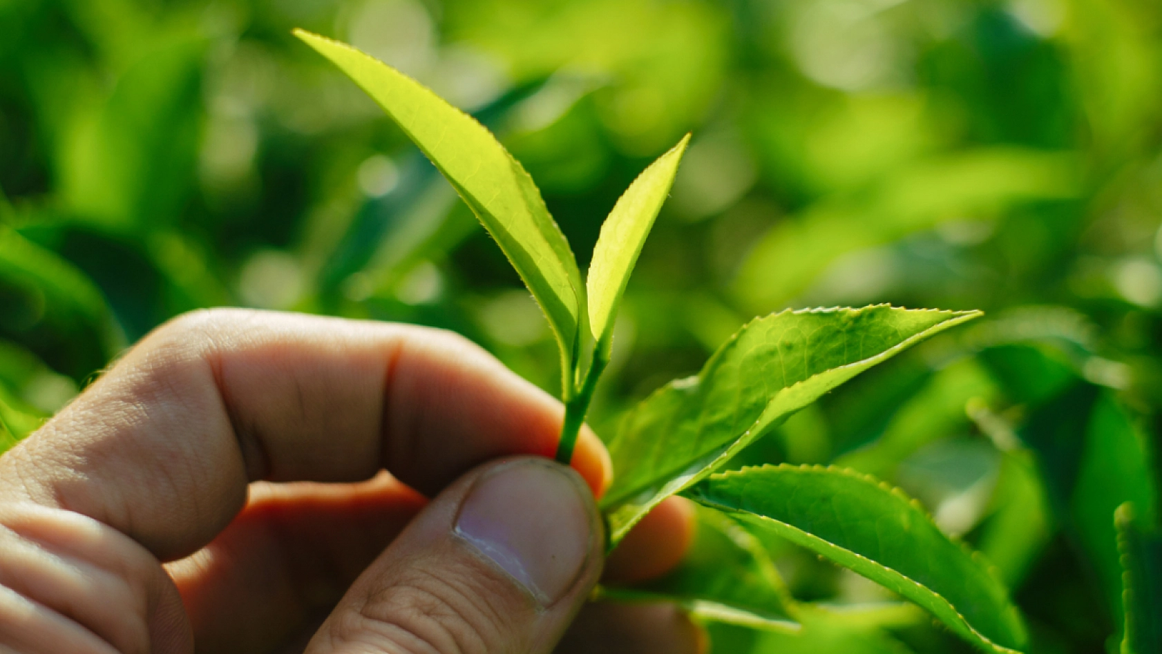 Bakanlık İfşaladı: Malatya'da Bu Çayları Sakın Almayın… 