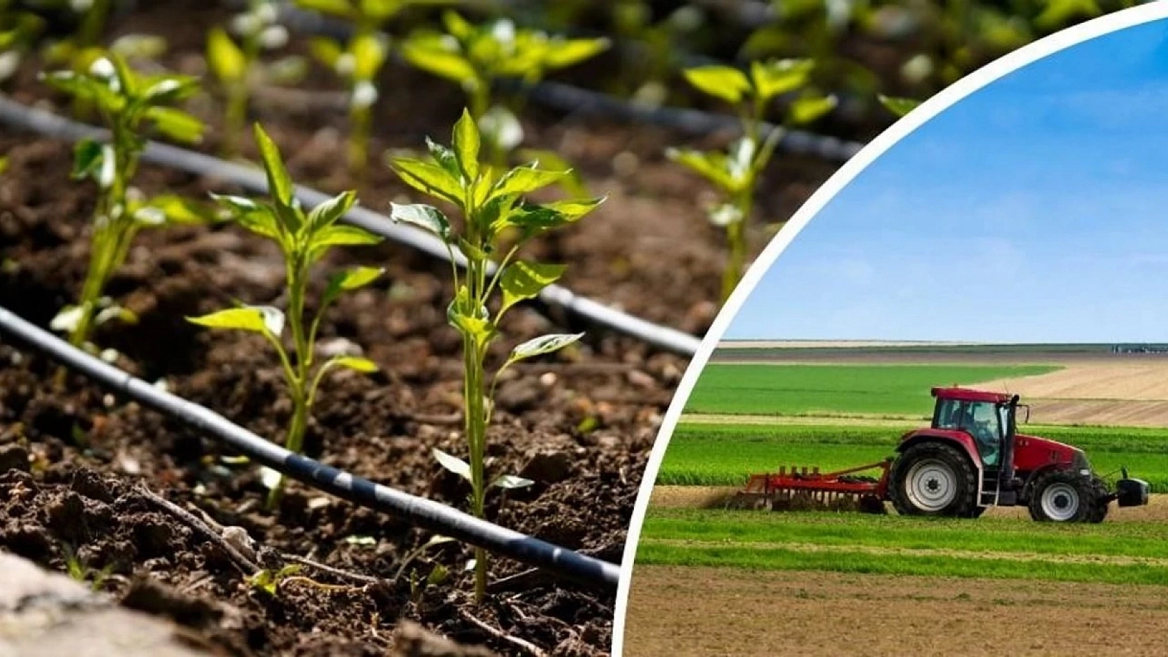 Malatya Çiftçisine Destek Yağmuru: Hesaplara Bugün Aktarılıyor…