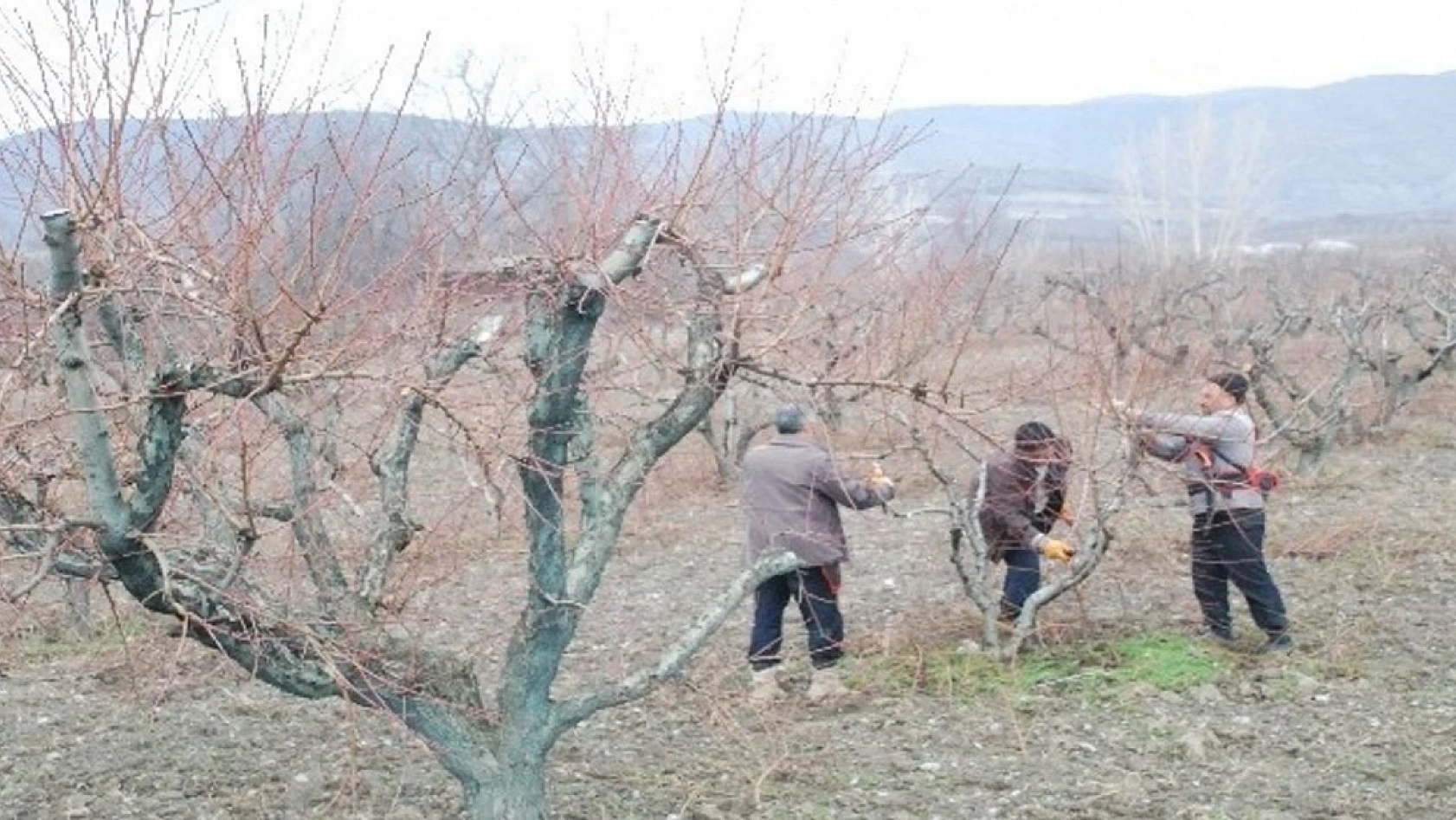 Üreticiler Uyarıldı: Kayısı Ağaçları İçin Tam Zamanı!