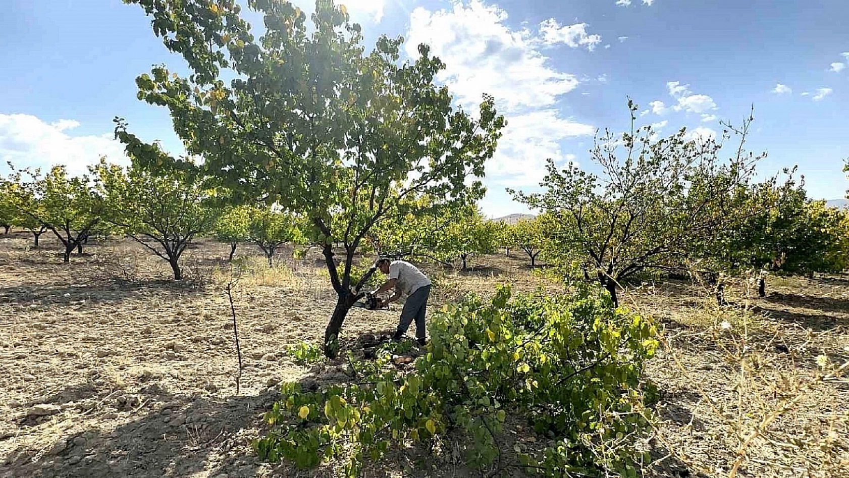 Üreticiler Uyarıldı: Kayısı Ağaçları İçin Tam Zamanı!