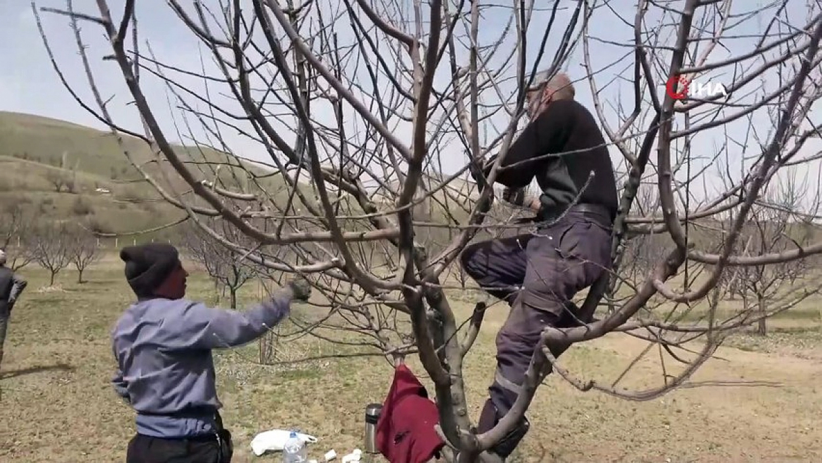 Üreticiler Uyarıldı: Kayısı Ağaçları İçin Tam Zamanı!