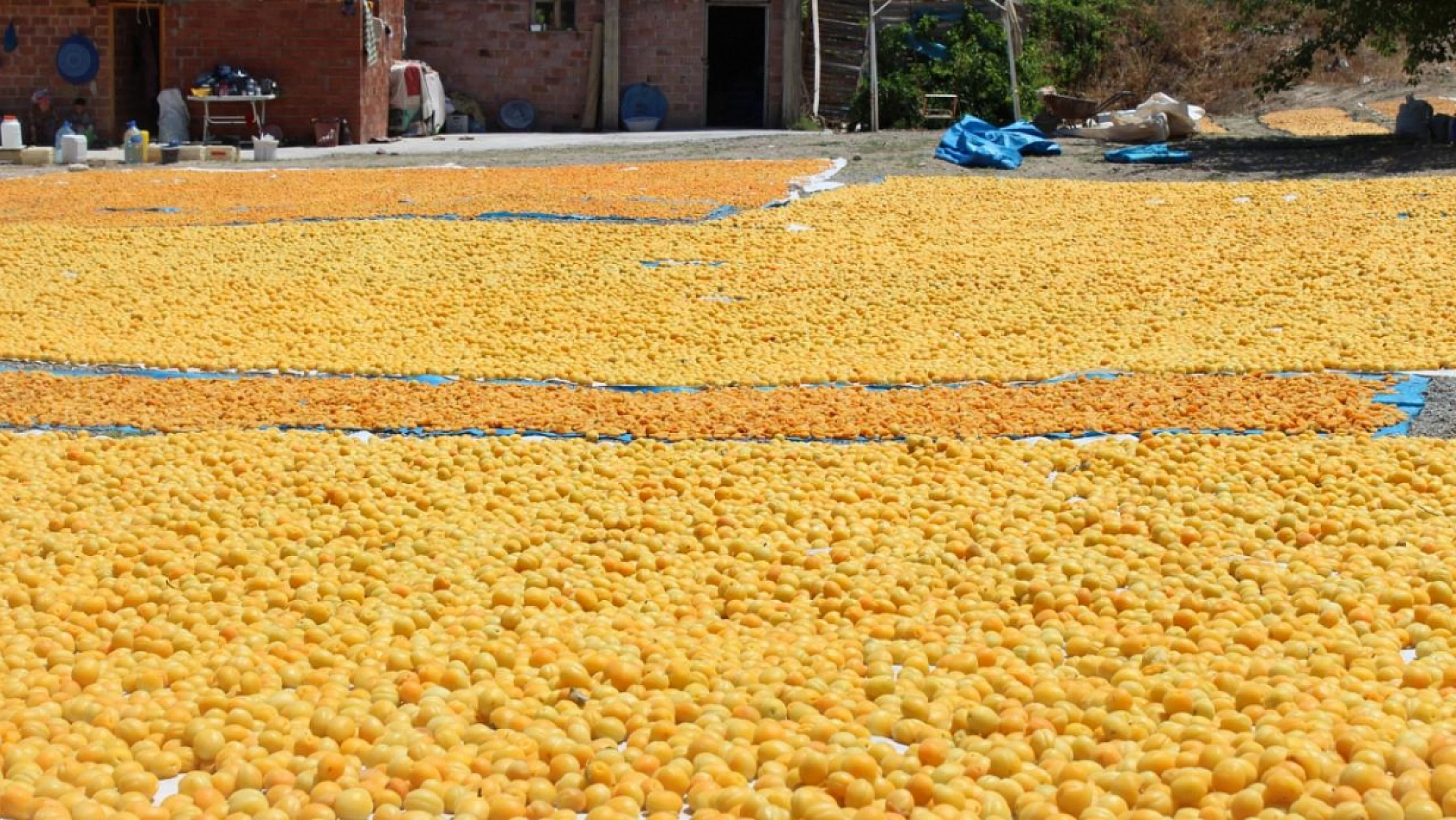 Malatya'da Kayısı Hasadı Başladı! Ancak Üreticiler Tedirgin!