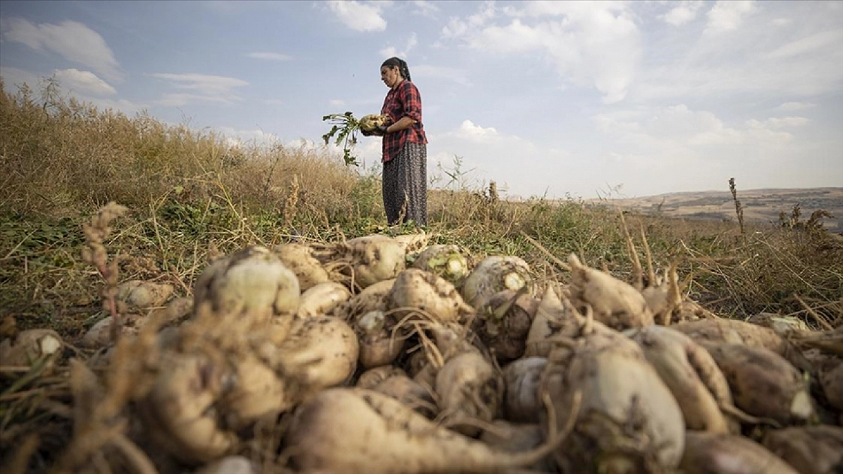 Şeker Pancarında Ödemeler Ne Zaman Yapılacak?