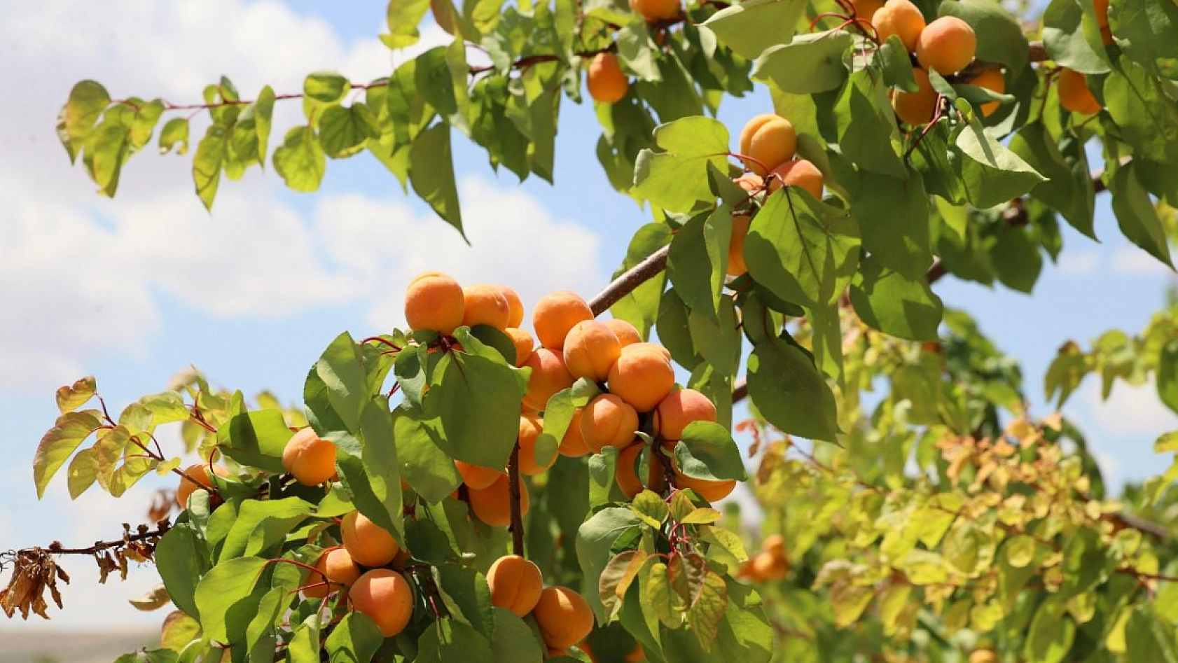 Malatyalılar dikkat! Kayısılarınız ziyan olmasın!