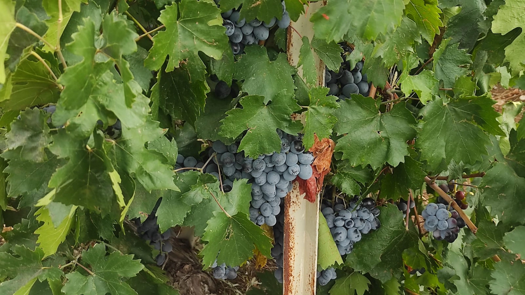 Artık Maliyetler, Düşen Fiyatlar, Üretici İsyanda!