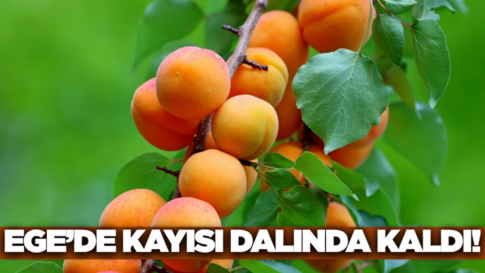 Malatya'yı zirai don vurdu… Fiyatlar uçtu ama Ege'de 'Kayısıya dönüp bakan yok'