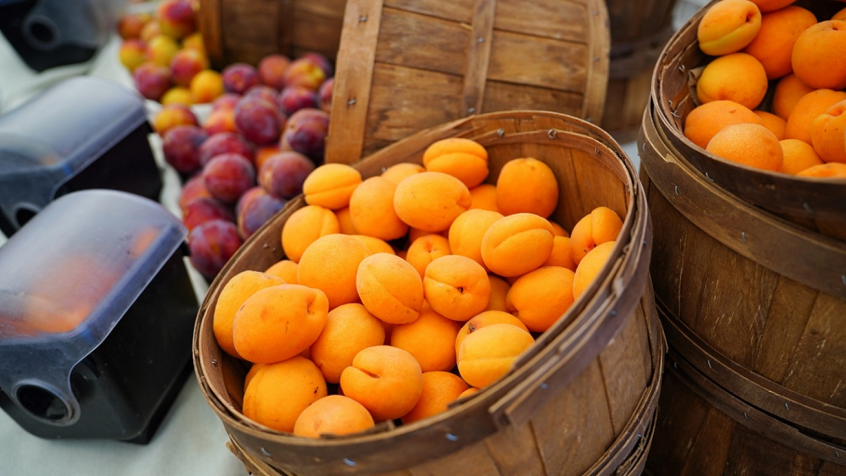 Kayısının Başkentinde Kayısı Konuşuldu! 'Alternatif Pazar Alanları Oluşturulmalı'
