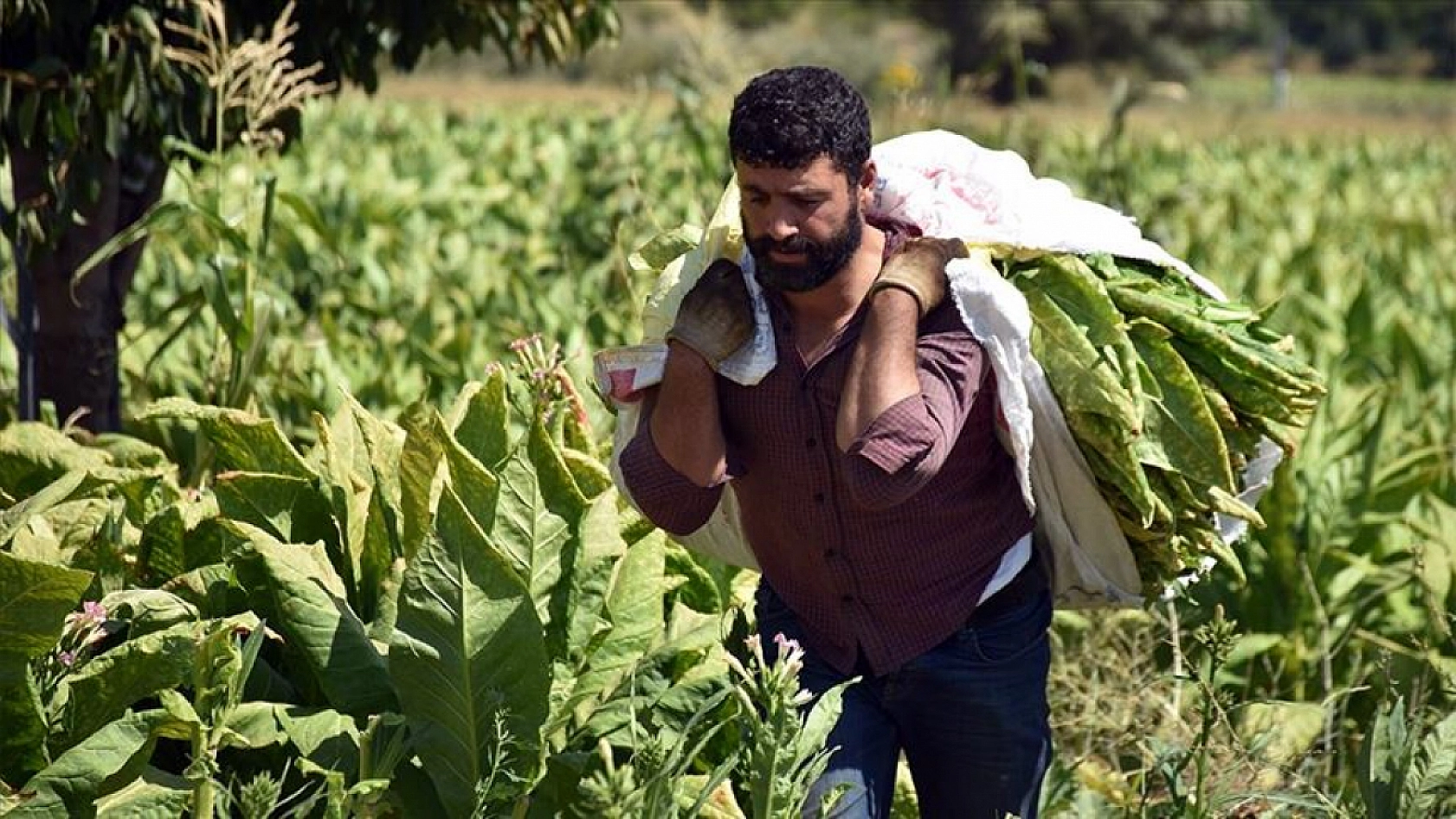 Üreticiler Parasını Ödediği Suyunu Alamadı: Sulama Suyu Kayısıya Değil Tütüne Gidiyor